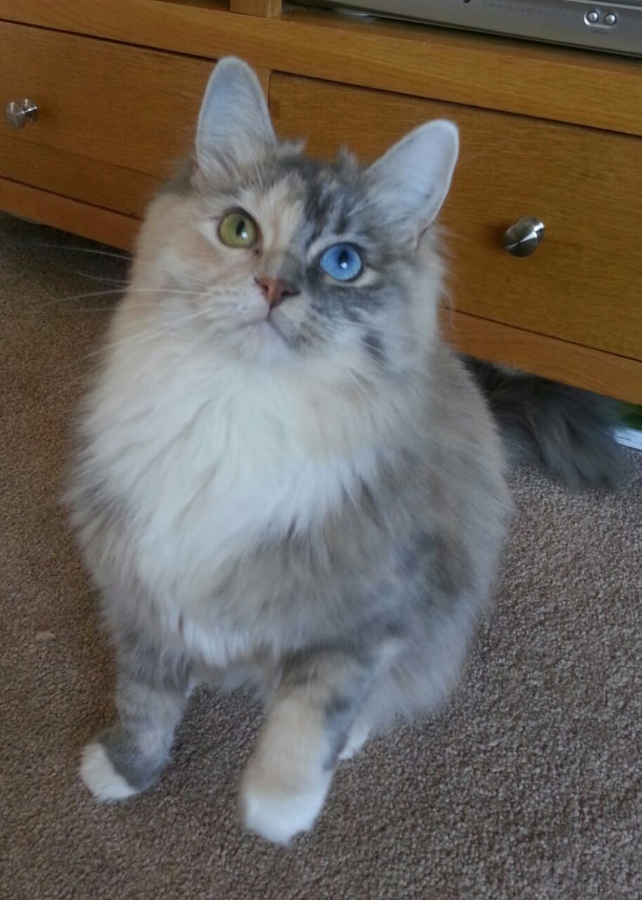 _极限风筝冲浪：在海风中追逐自由_，极限风筝视频