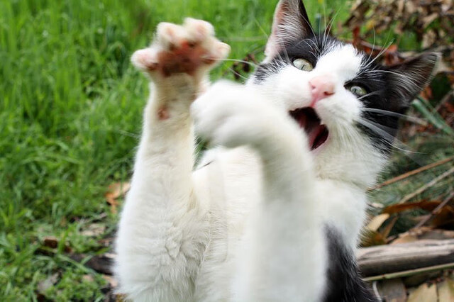 _极限飞盘世界巡回:挑战自我极限_,极限飞盘世界锦标赛