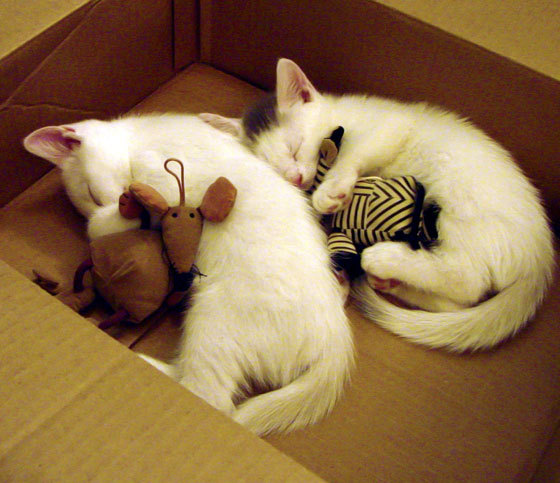 全国青少年“校园明星”篮球赛事激烈角逐冠军宝座,2020年全国青少年篮球比赛有哪些