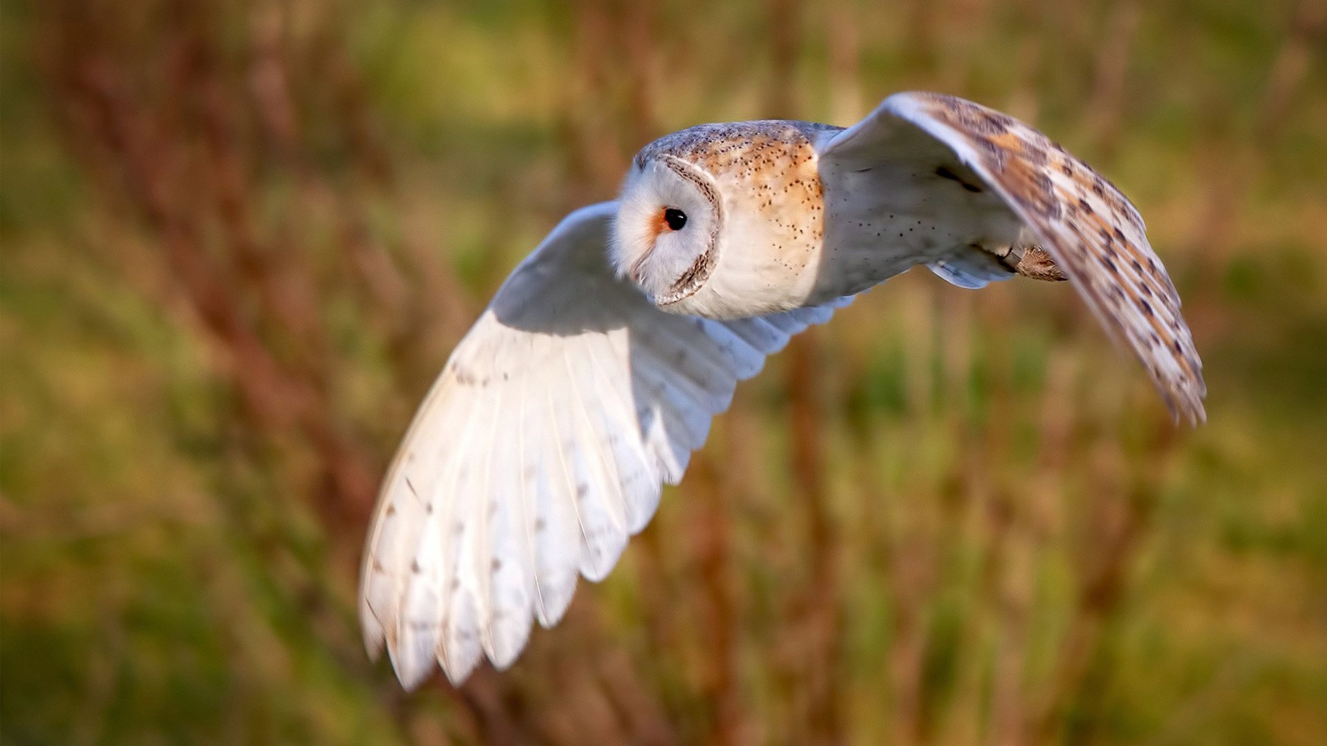 KAIYUN 中国大陆-全国青少年“梦想之光”篮球明星志愿培训在南京全面铺开，全国青少年篮球培训机构排名
