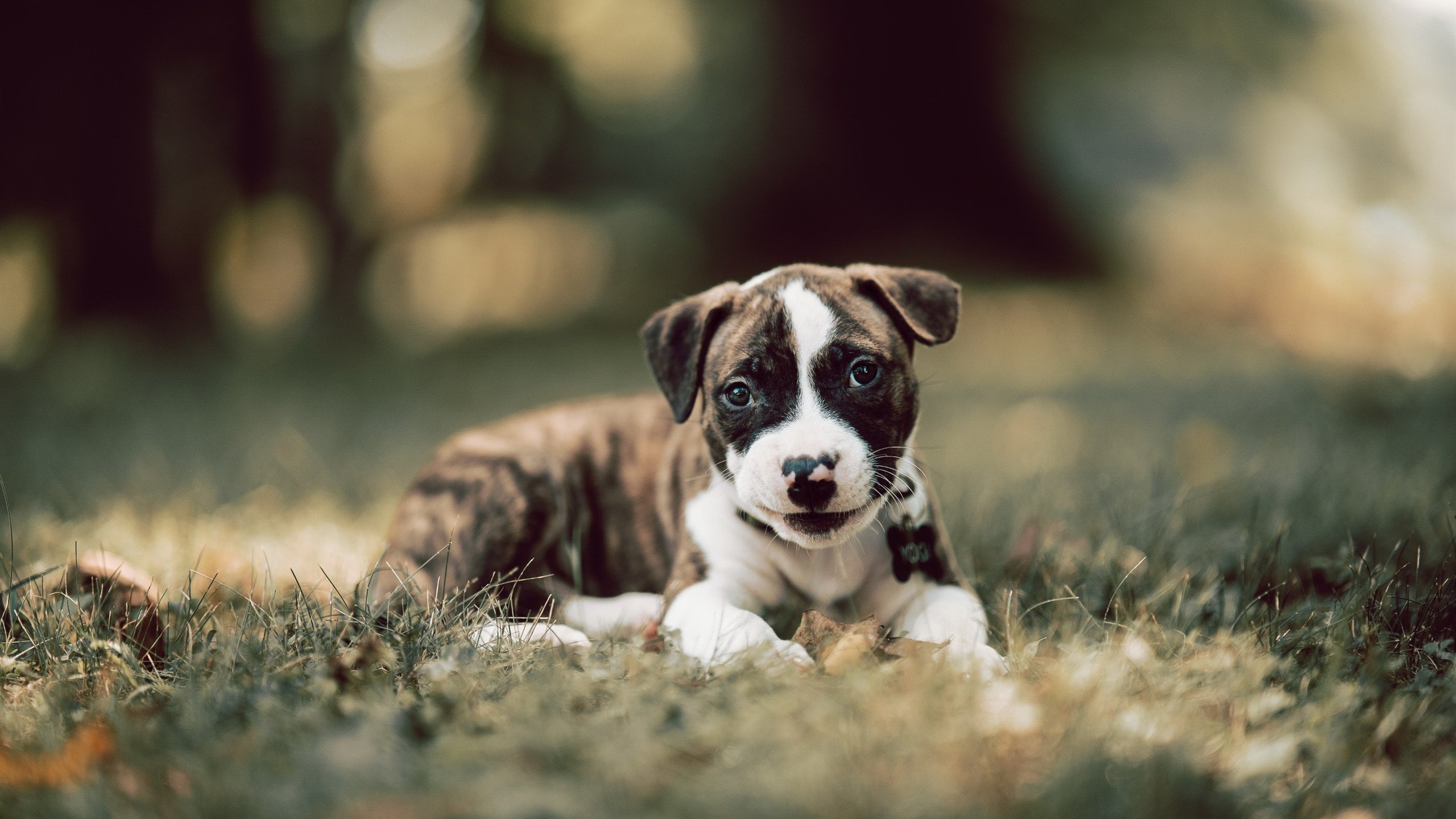 开云体育在线赛事直播-全国青少年“科学训练”研究机构在杭州正式成立，升级青训行业标准