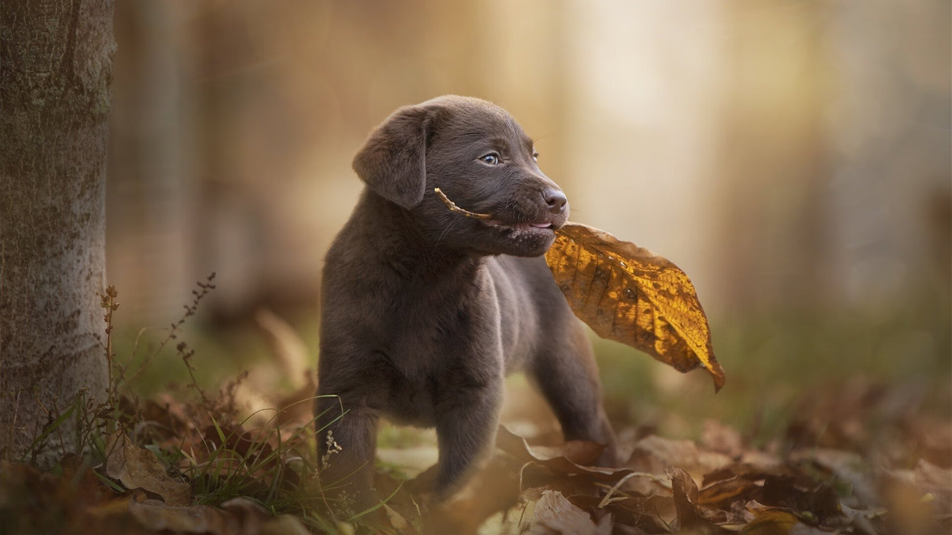 开云·体育官方网站入口-史上最大“黑马奇迹”：从默默无闻到世界之巅，世界上最大的黑马王子