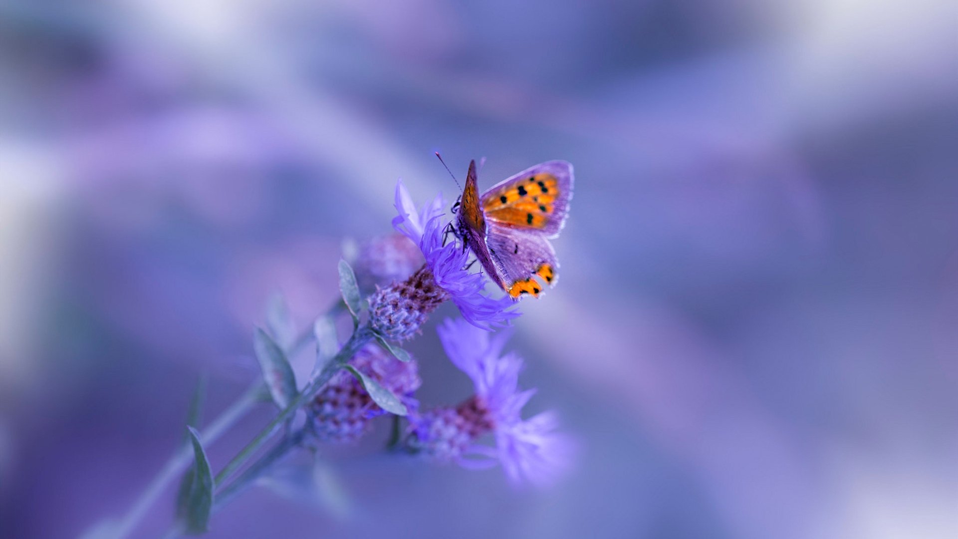 Kaiyun(中国)开云-电竞选手公益行动：回馈社会，传递爱心，电竞圈捐款名单