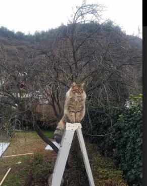 欧洲各国豪门强强对抗,谁将成为赛场的霸主?,欧洲豪门排行榜