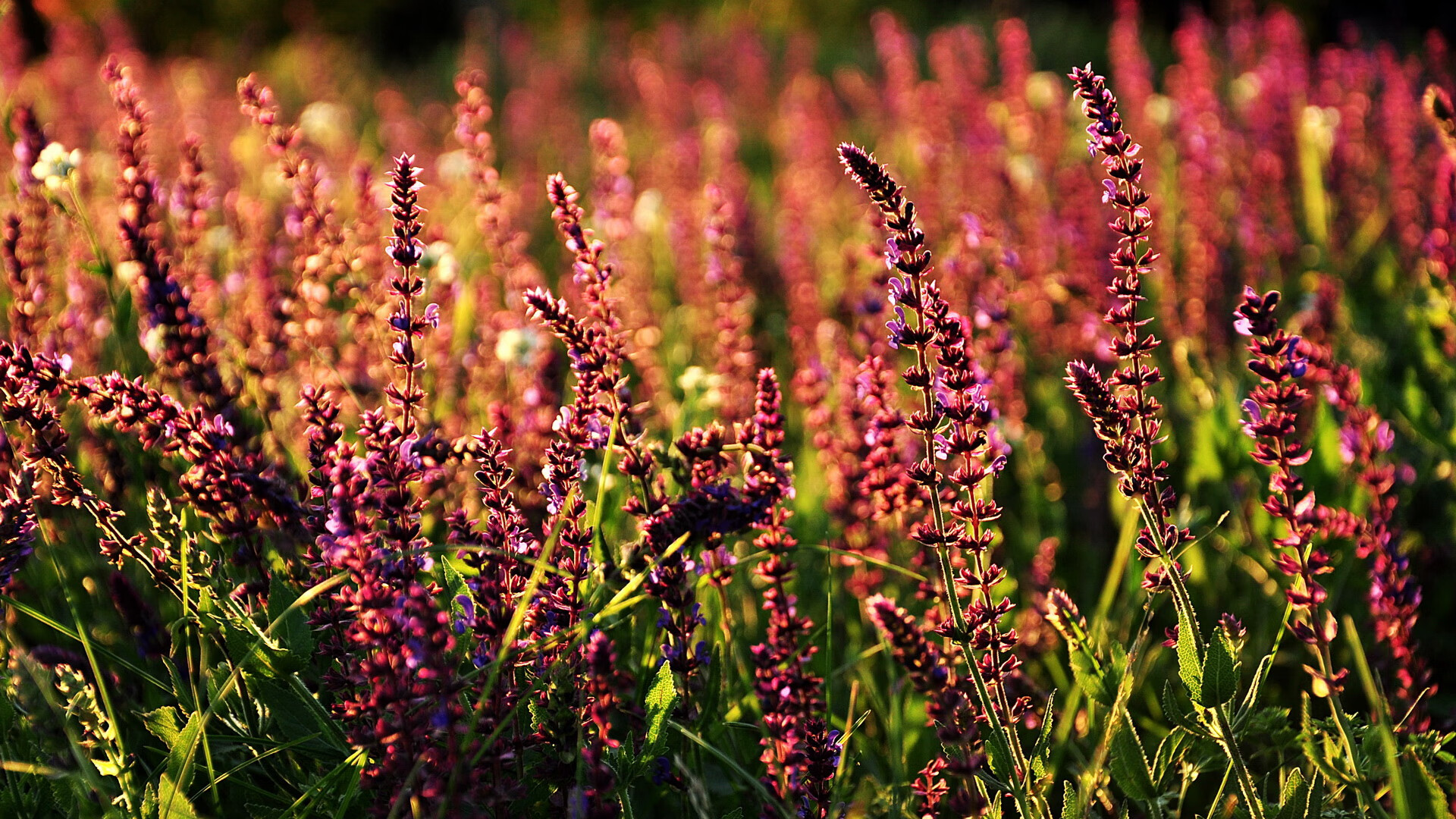 kaiyun官方入口登录-狼队客场挑战伯恩茅斯，艰难取胜积分不断，狼队eg