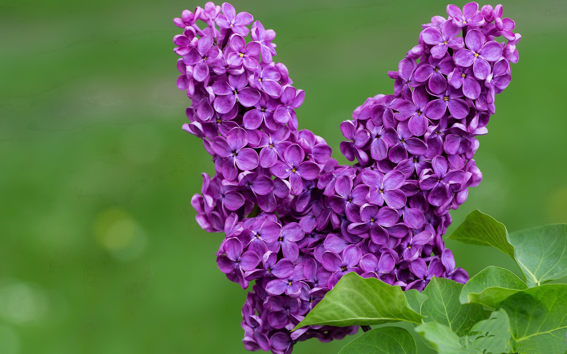 开云·体育官网APP下载-突尼斯青年球员快速成长，突尼斯青年球员快速成长视频