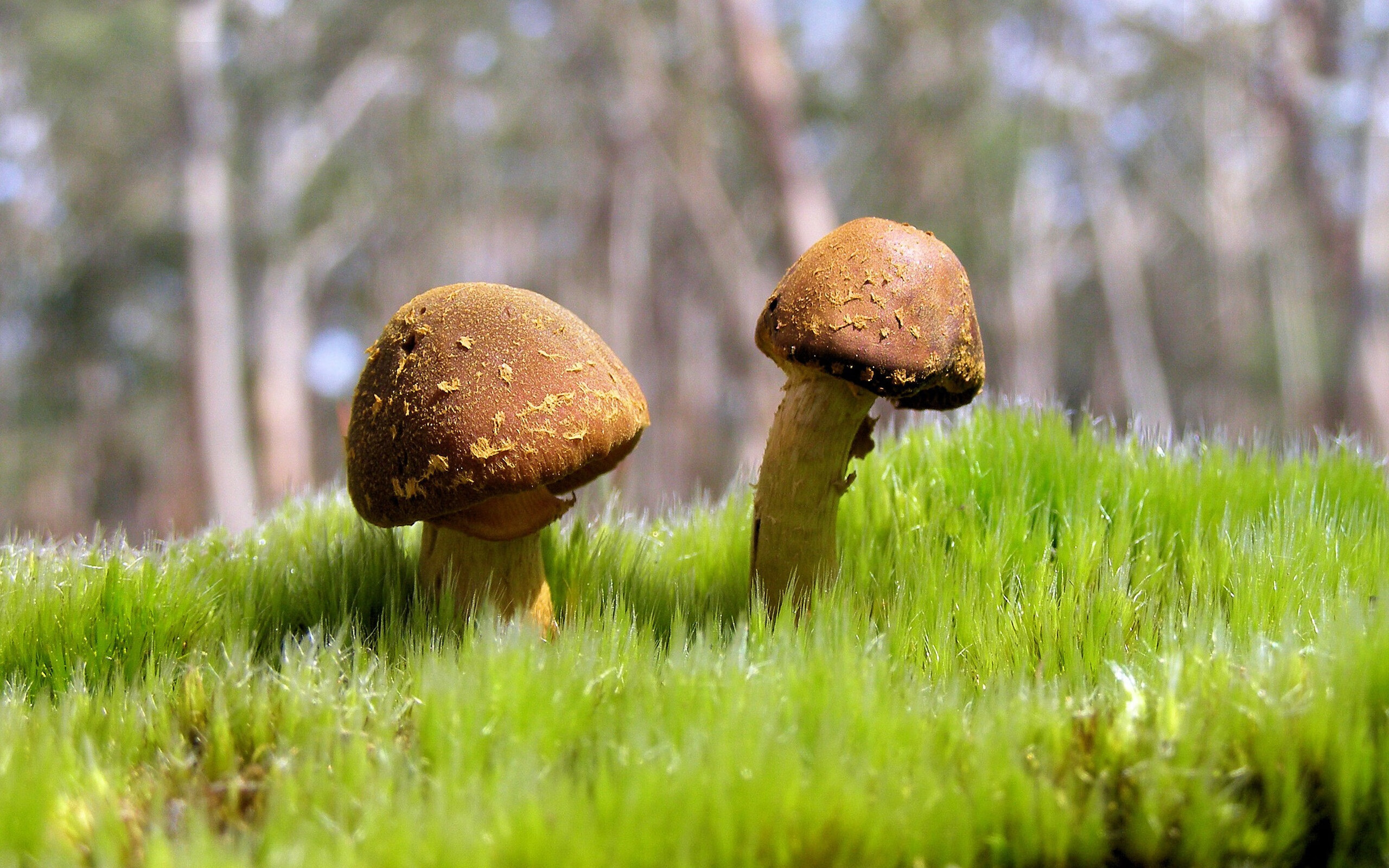 赛场上明星球员闪烁登场，实力碾压对手令人瞠目，球星出场视频