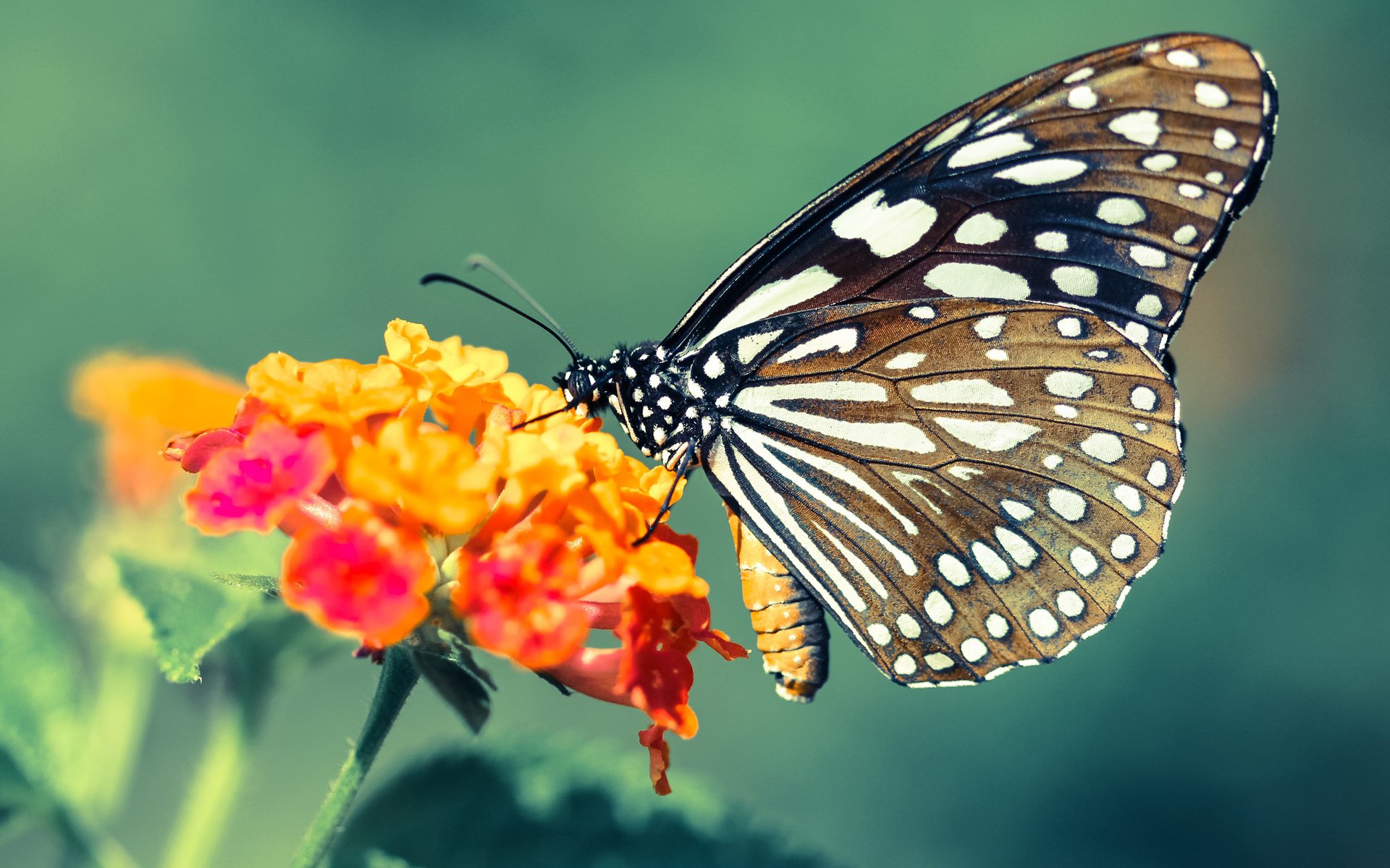 中超联赛定位球套路打法分布可视图，2021赛季中超比赛用球