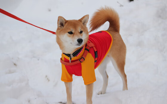 男篮全明星星锐挑战赛年轻球员成焦点，cba全明星锐星赛视频回放