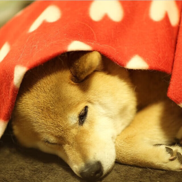 篮球运动员训练负荷监测与调整技术研究,篮球运动训练负荷分析