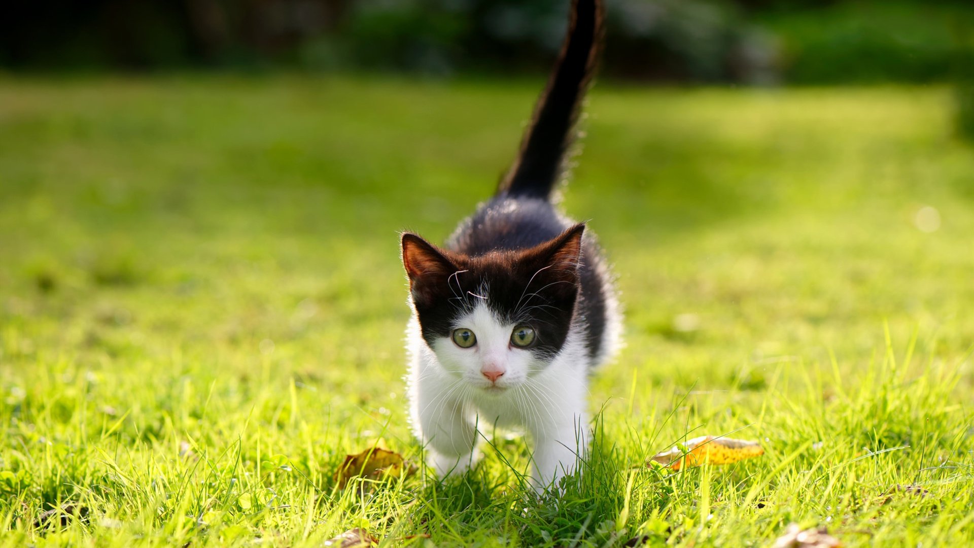 博卡后腰双人组合未能提供有效保护