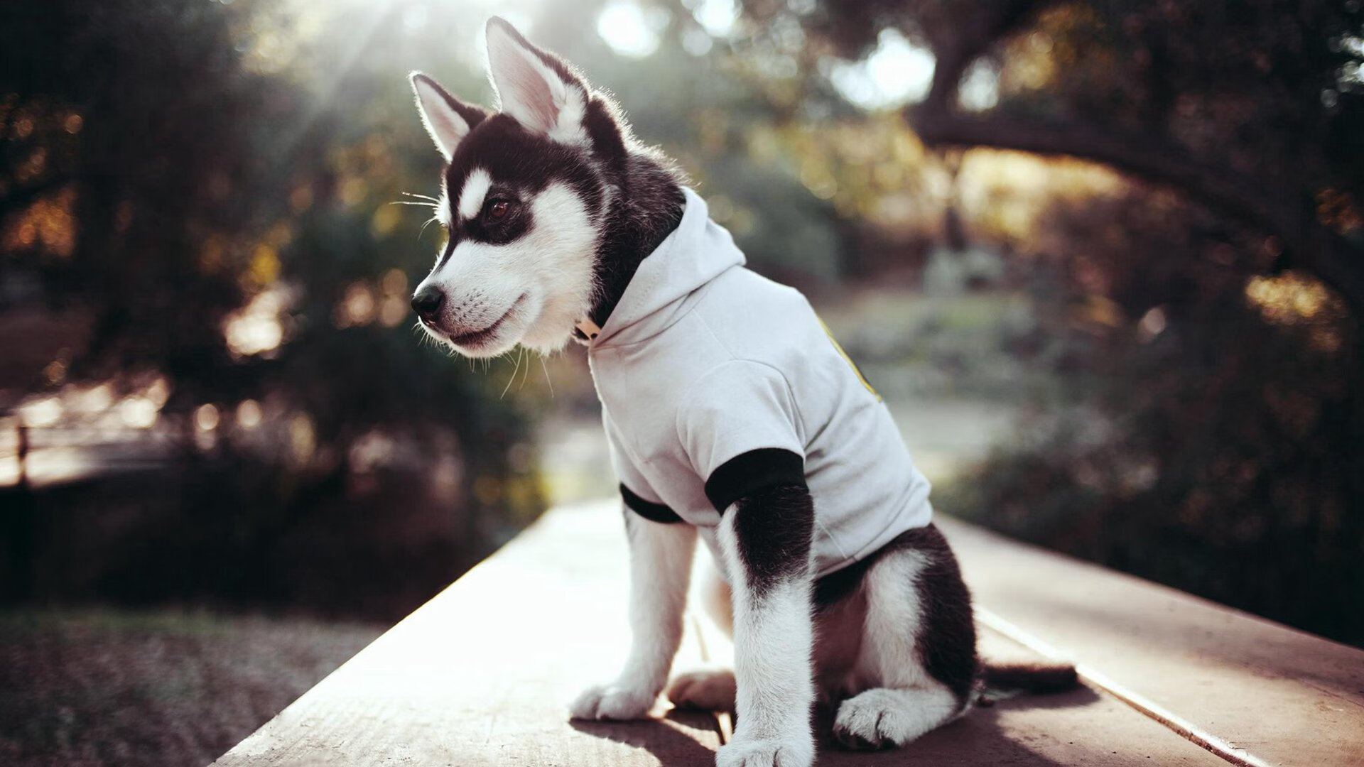 弗朗索瓦·霍尔茨豪伊泽:南非羚羊队的进攻发动机