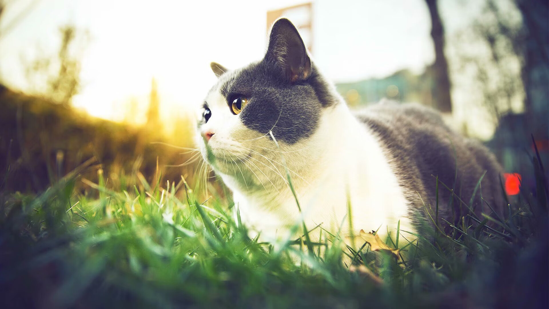 意甲精彩绝伦：战术与技巧的双重盛宴，意甲集锦视频