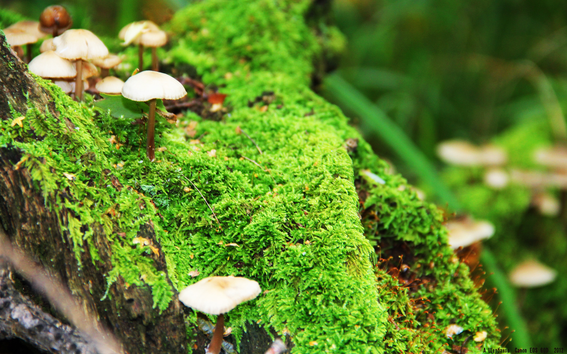 湖人计划打造全新战术体系,湖人队指导